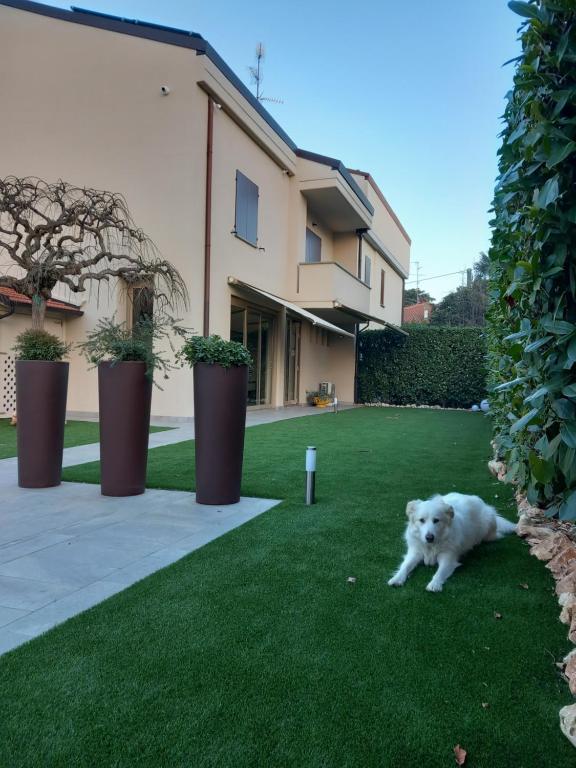 伊莫拉Montevecchi13的一只白狗躺在房子前面的草地上