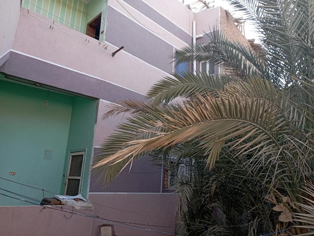 法尤姆Large and cheerful home with 2 floors的一座建筑前的棕榈树