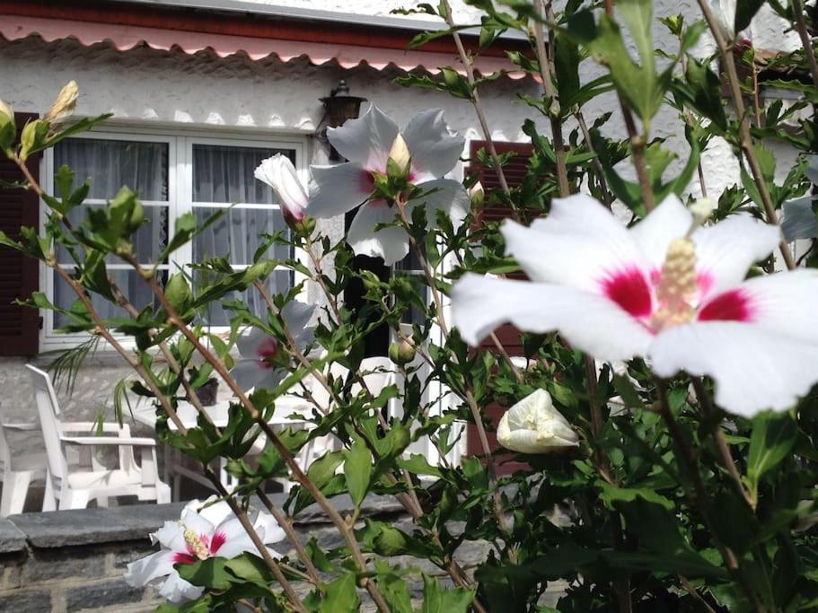 阿斯科纳Casa Franci的房屋前有白色花的灌木