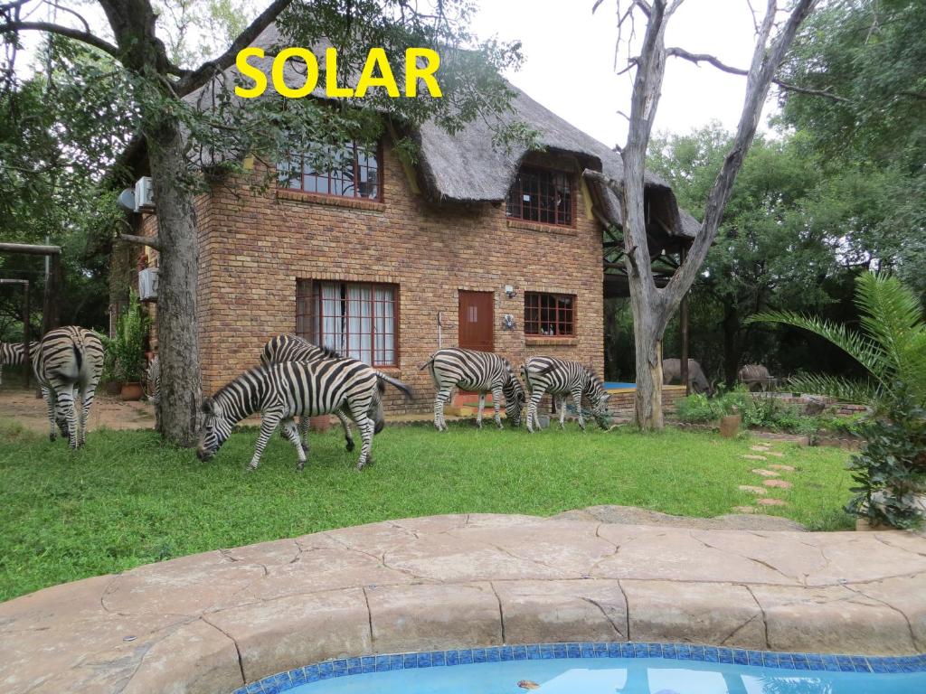 玛洛斯帕克Kruger Safari Animal Encounter的一群斑马在建筑物前放牧