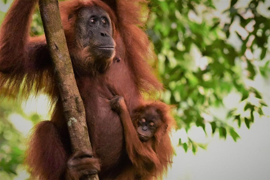 武吉拉旺Lucky Bamboo' Bungalows-Resto and OrangUtan Jungle Trekking Tours的一只猴子和小猴子一起从树上悬吊起来