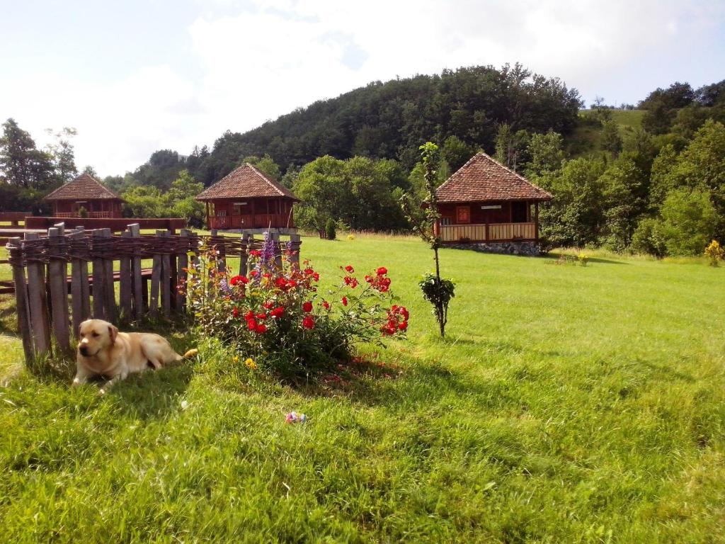 KosjerićEtno village Gostoljublje的狗躺在草地上