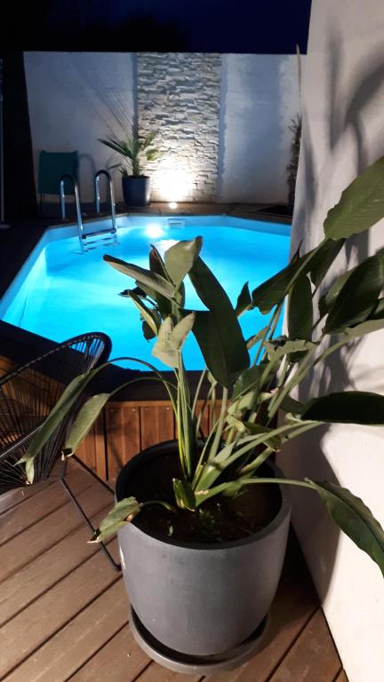 博凯尔Le petit coin de Provence的游泳池旁的盆栽植物