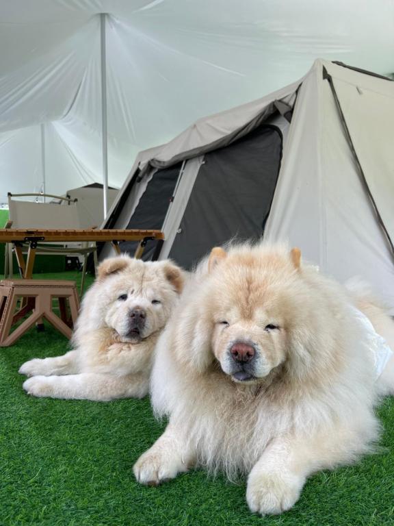 云顶高原iGo Glamz 爱狗露营 Pet Friendly Glamping的两只狗躺在帐篷旁边的草地上