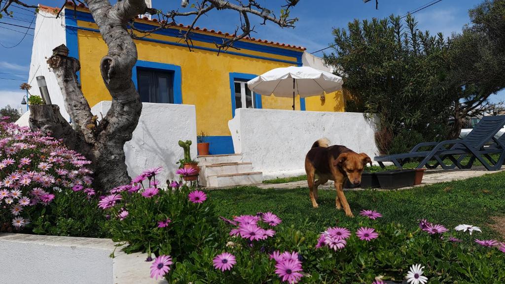 法鲁Monte da ti Luzia的站在房子前面的草地上的狗