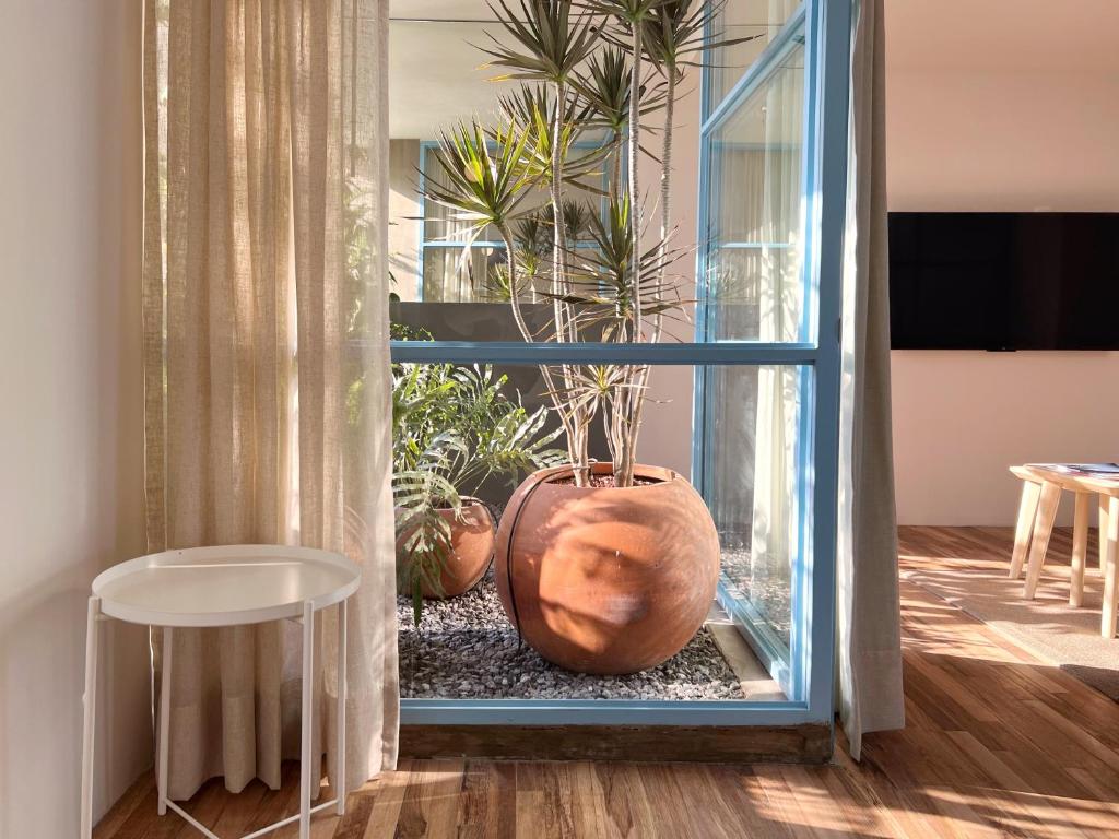 墨西哥城Xolo的一间有窗户的房间,里面种有植物
