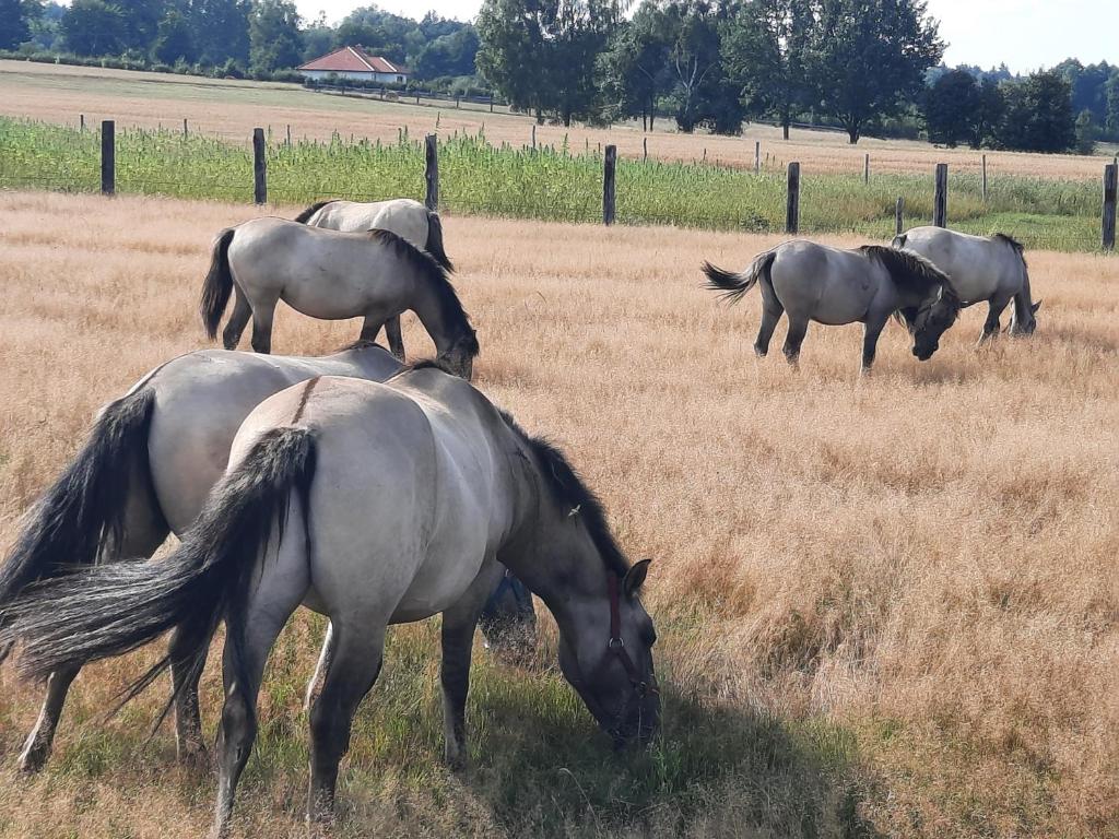 NarewkaStajnia Bukwica的一群马在田野里放牧