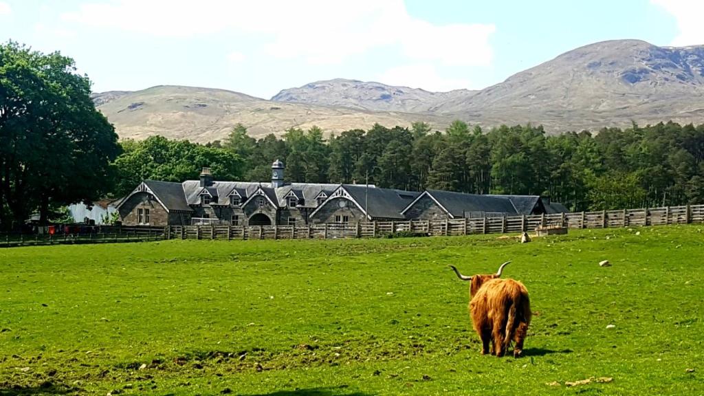 The Bothy, Gallin, Glenlyon, Perthshire的站在房子前面田野上的牛