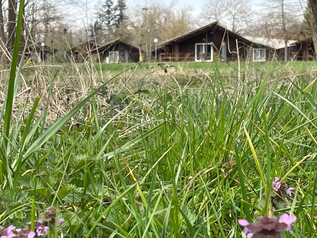 Saint-Didier-sur-ChalaronneCAMPING DE LA CHALARONNE的一片高大的草场,有房子在后面