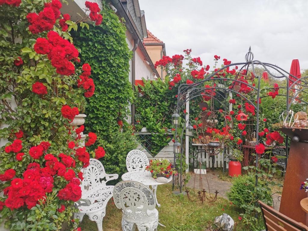 德兰斯克cafesahne u Pension的花园设有白色椅子和红色鲜花