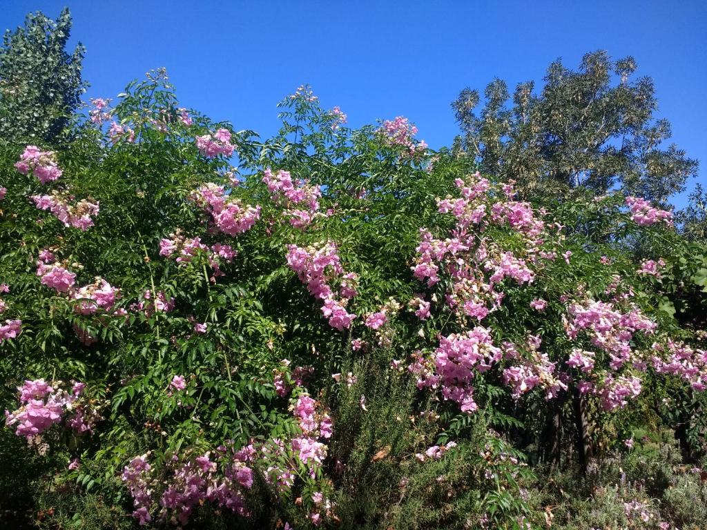 门多萨El Parralito的一群树上花粉红
