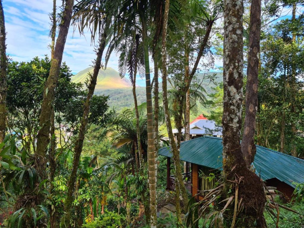 TomohonRimba eco Resort的森林中一座房子,背景是一座山