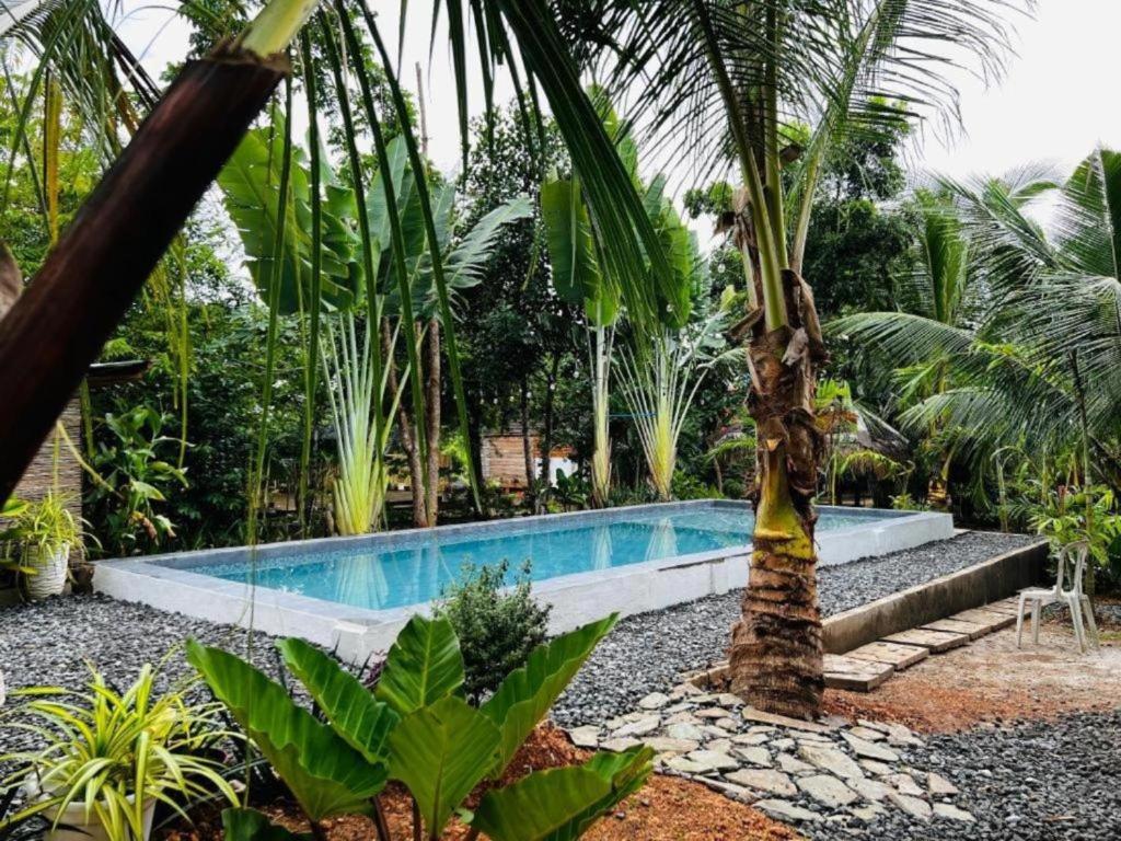 道伊斯Bohol Island Homestay的棕榈树热带花园中的游泳池