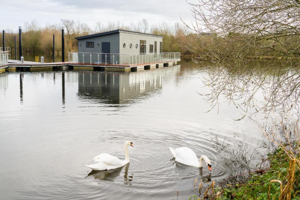 塞文河畔厄普顿Berth 6 on Upton Lake, Upton-upon-Severn Home on Water的两个天鹅在水中游泳,在建筑物前