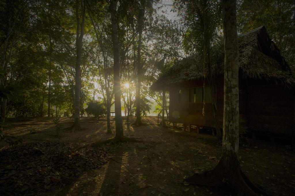 马尔多纳多港Majacho`s House的树林中的小屋,阳光照耀着树林