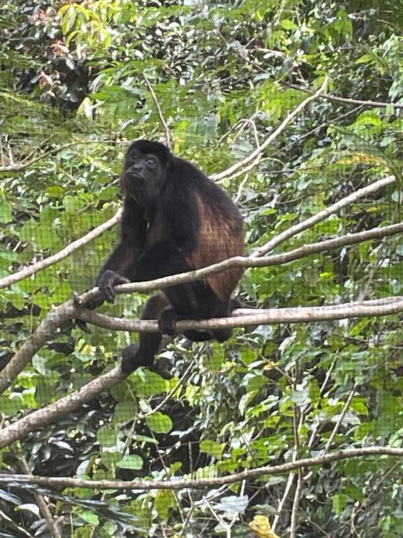 卡维塔Papaya Wildlife Lodge的坐在树枝上的猴子