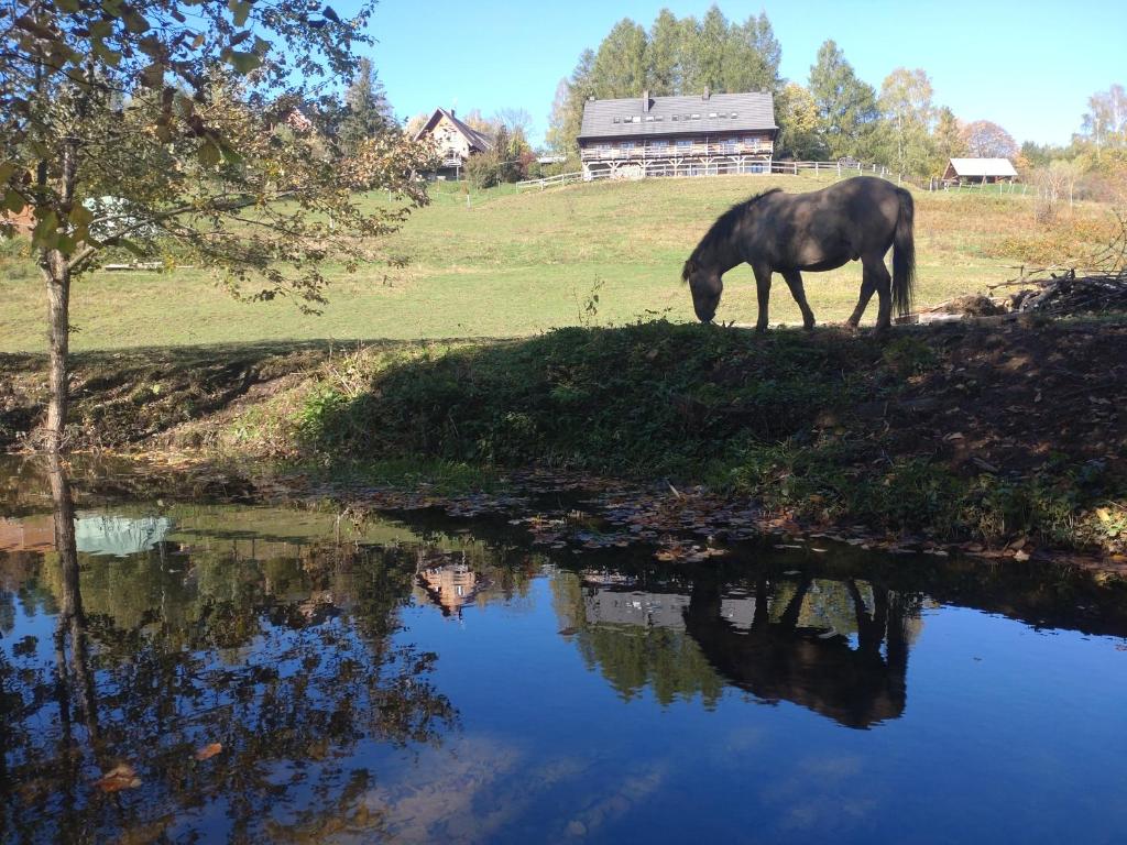 韦特利纳Cudne Manowce的水边放牧的马