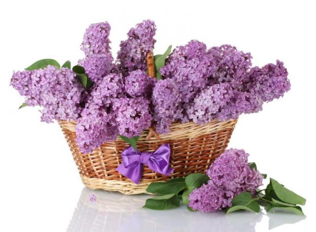 布罗达里卡Apartman Lara的紫色的花篮,带紫色的弓