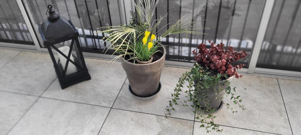 汉科Graniitti的三个盆栽植物坐在窗边的地板上