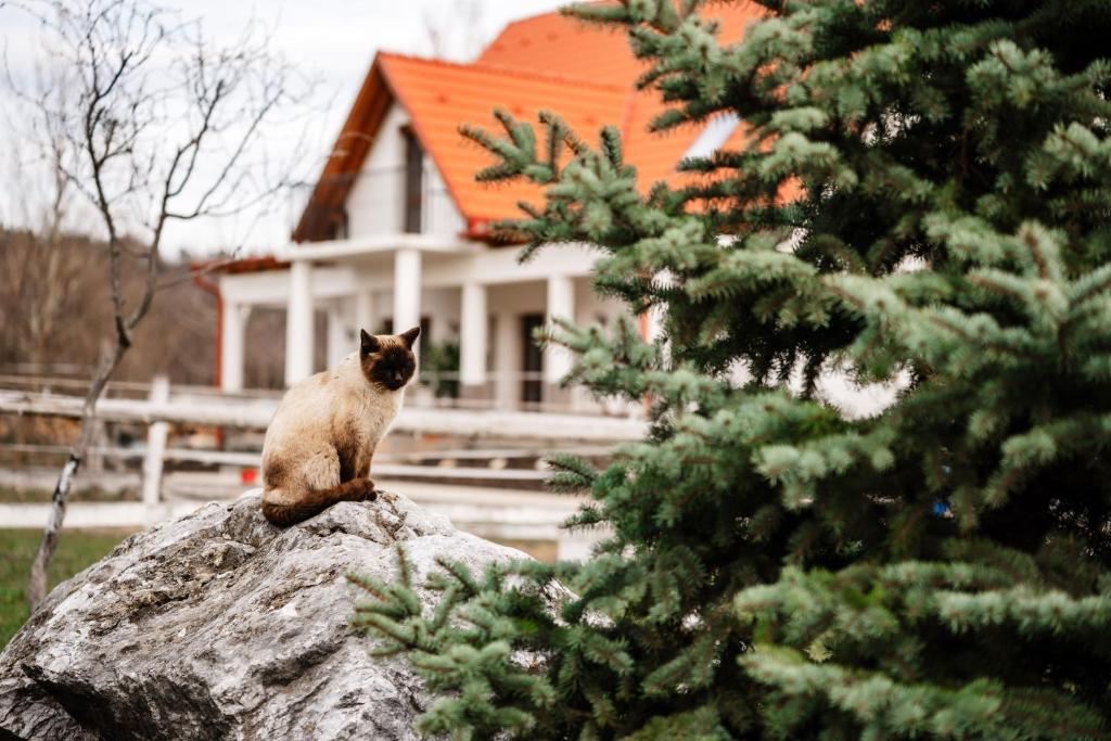 CserépfaluBoldizsár Lovas Ház的坐在房子前的岩石上的猫