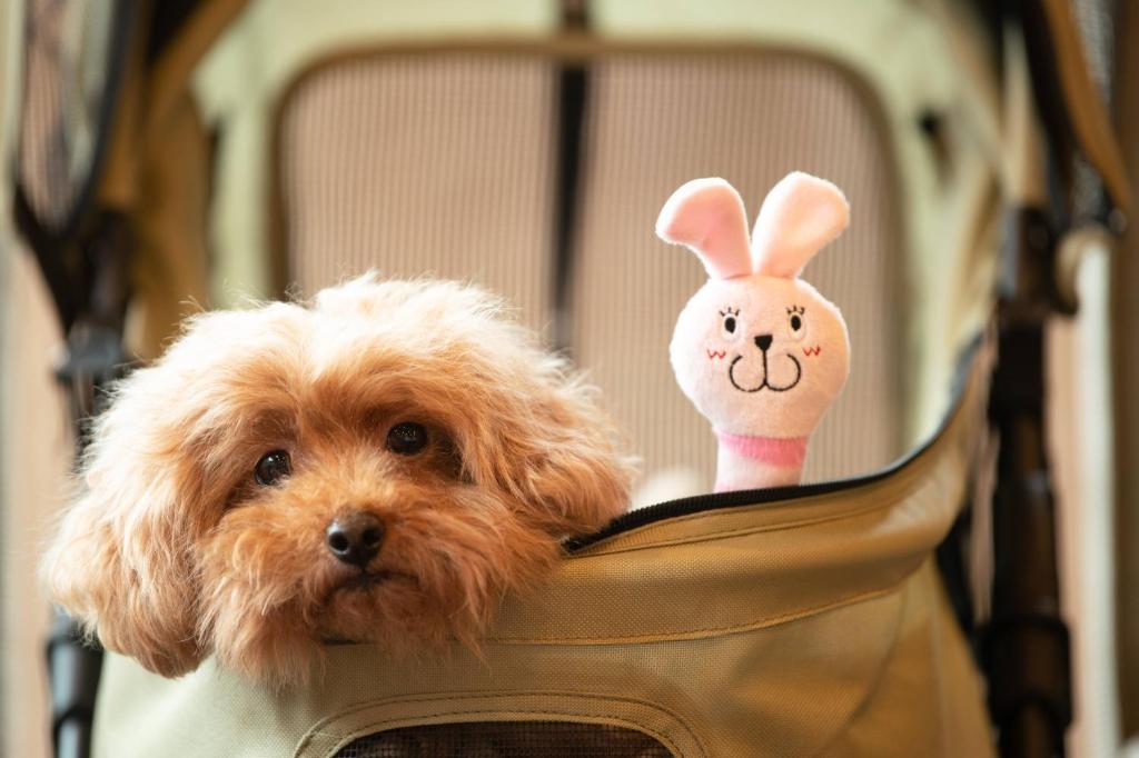 伊东Doggy's Izujogasaki的一只狗,放在袋子里,兔子在袋子里