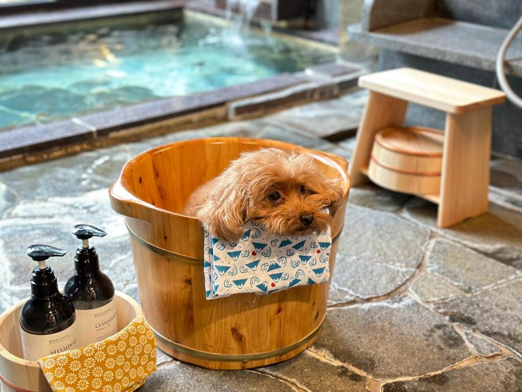 伊东Doggy's Izujogasaki的一只小狗坐在游泳池旁的桶里