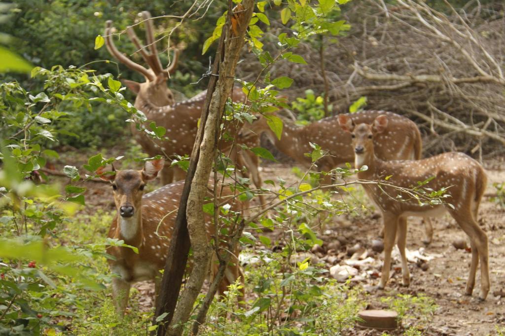 蒂瑟默哈拉默Yala New Nehansa Resort的一群鹿站在树林里