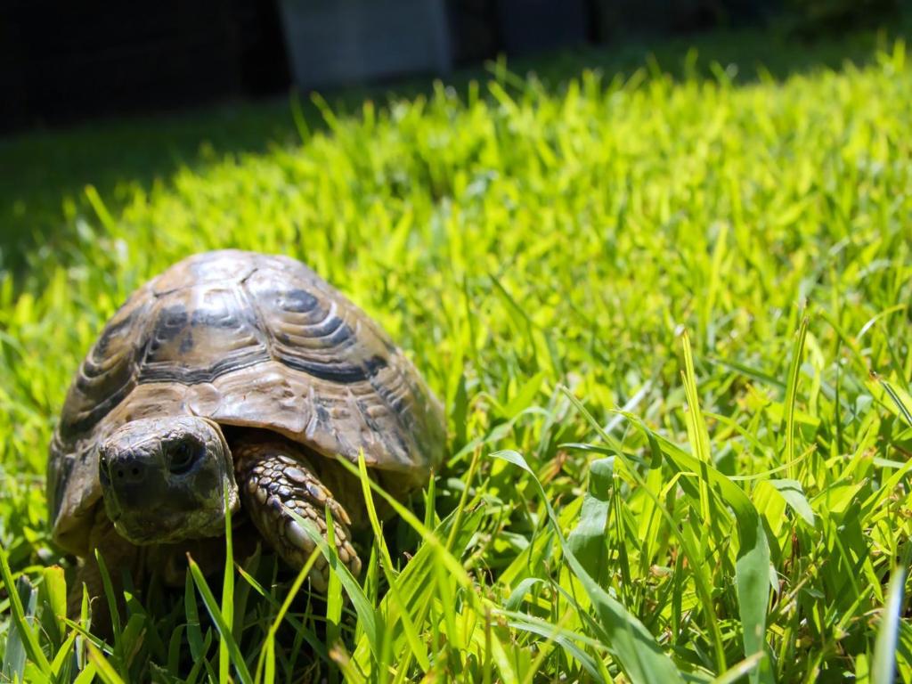 奥斯蒂亚·安提卡图阿奥斯提亚安提卡公寓的一只小龟在草地上行走