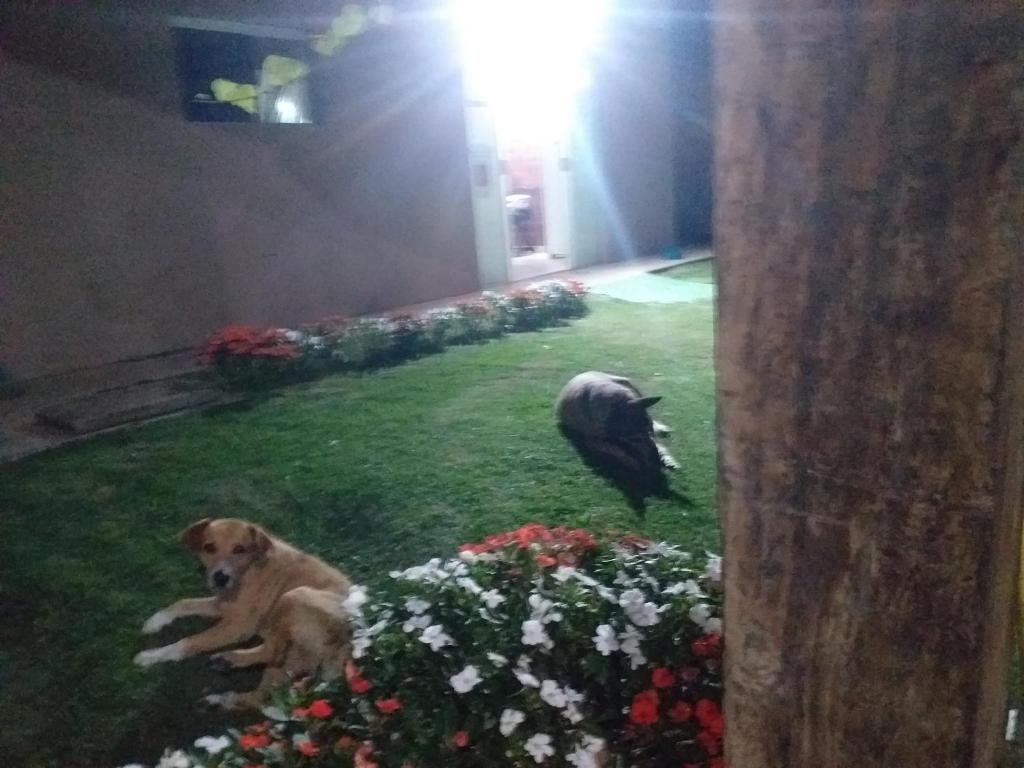 阿蒂巴亚Hospedagem Maria Joana的一条狗躺在草地上,靠近一些花