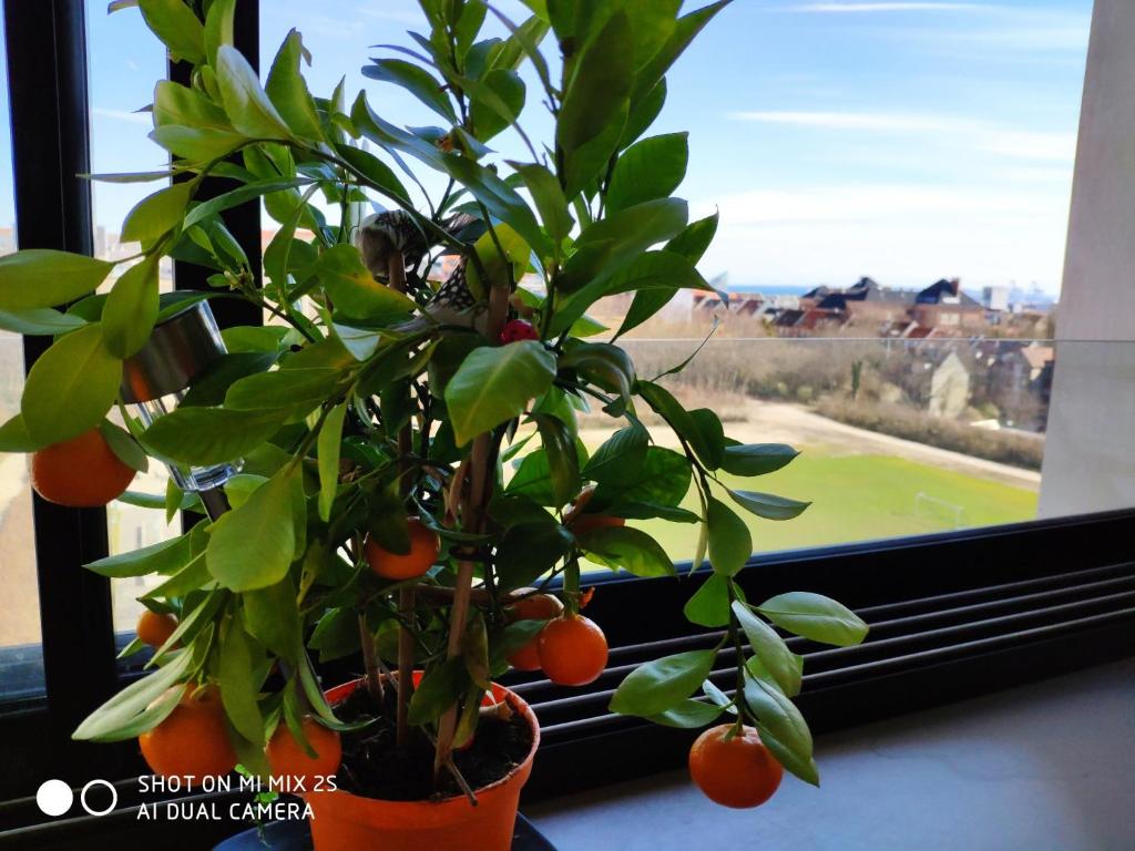 奥胡斯Midt Town Apartment Room的坐在窗前窗台上的植物