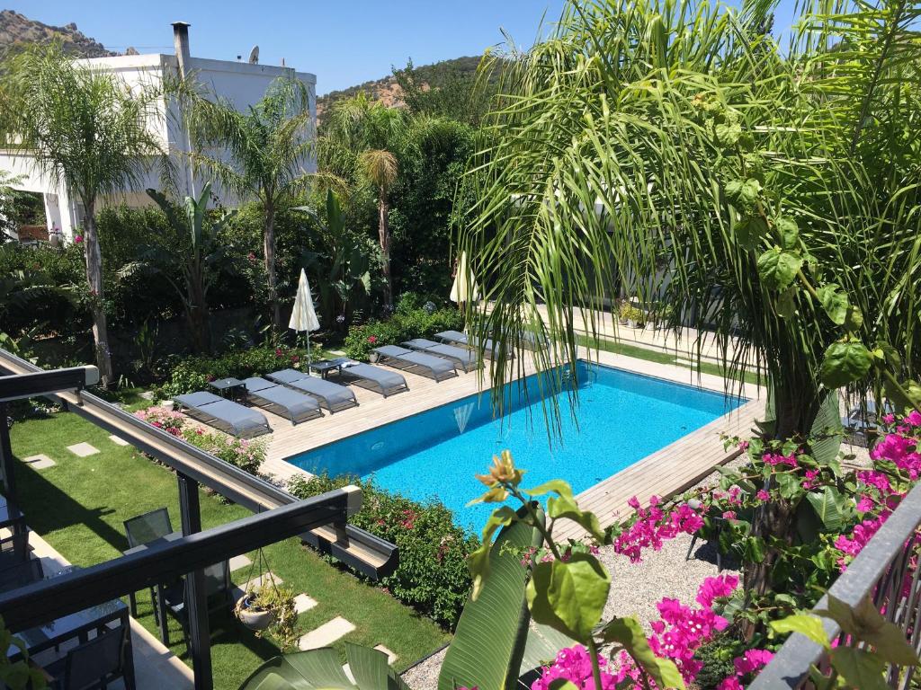博德鲁姆Villa Oliva Butik Hotel的花园内带躺椅的游泳池