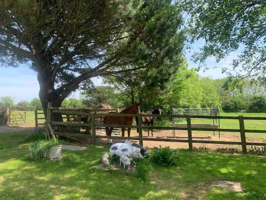 雷德鲁斯A Unique & Tranquil Smallholding Retreat的 ⁇ 旁的草丛中的一头母牛,有匹马