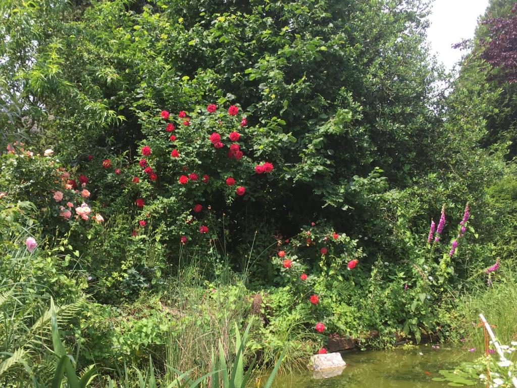 TrassemFerienhaus La Meu的种满红色花卉和水体的花园