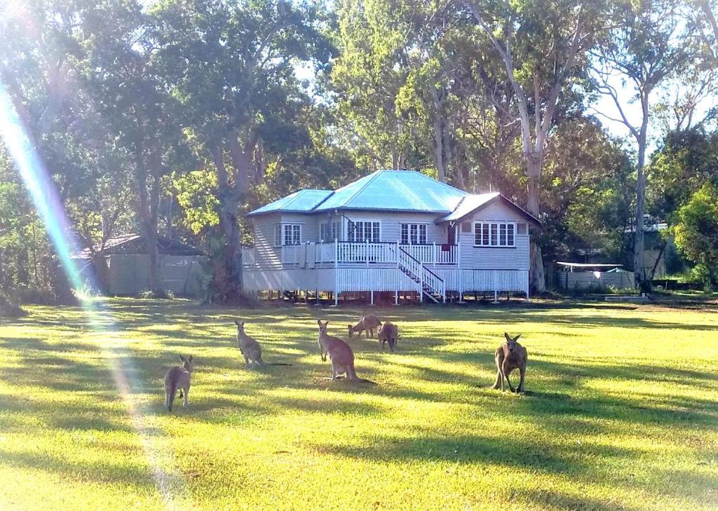 佩里吉安比奇Lake Weyba Noosa Lodge & Kangaroos的一群在房子前面的草上的小羚羊