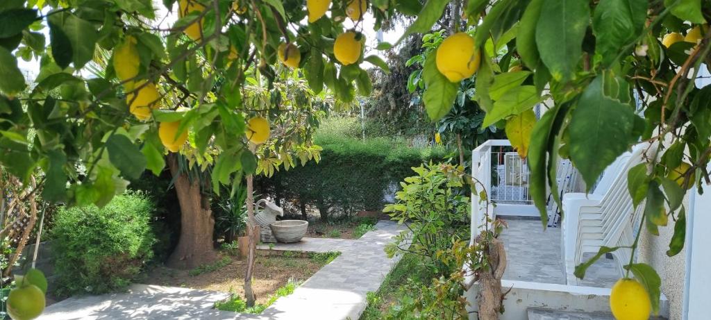 利马索尔Elpida Lemon Garden House的种有柠檬树和白色长凳的花园