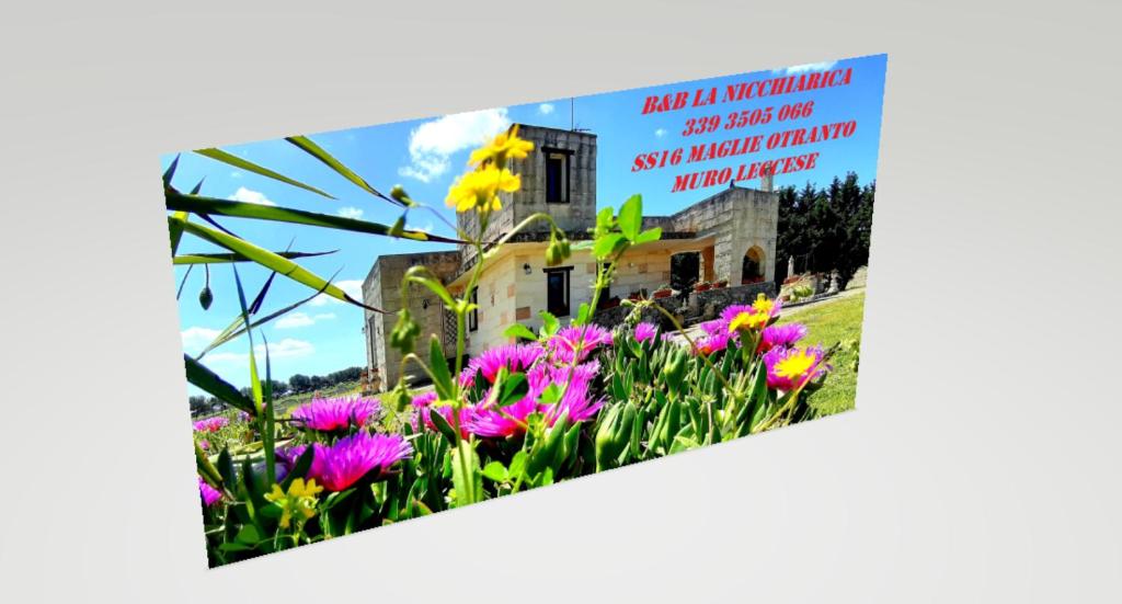 穆罗莱切塞B&B La Nicchiarica的花卉花园的照片
