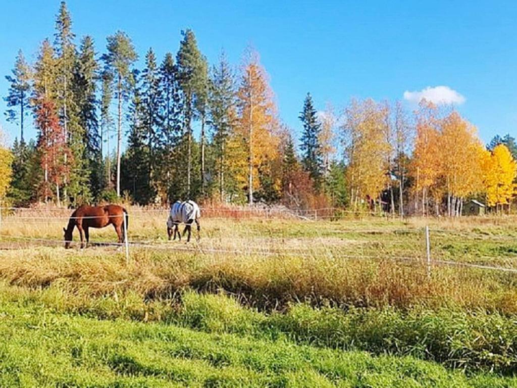 BureåHoliday home Bureå的两匹马在草地上放牧