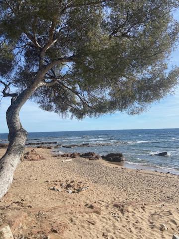 圣拉斐尔Le Poseidon的海边沙滩上的树