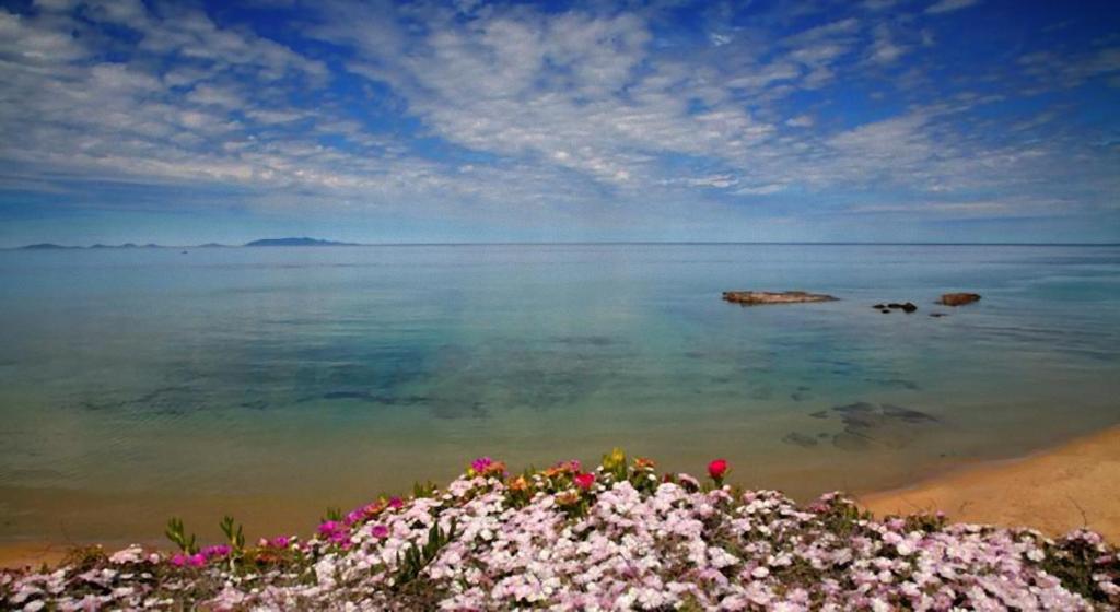 卡斯特尔萨多Casa Terme Romane的海滩上种着鲜花的海景