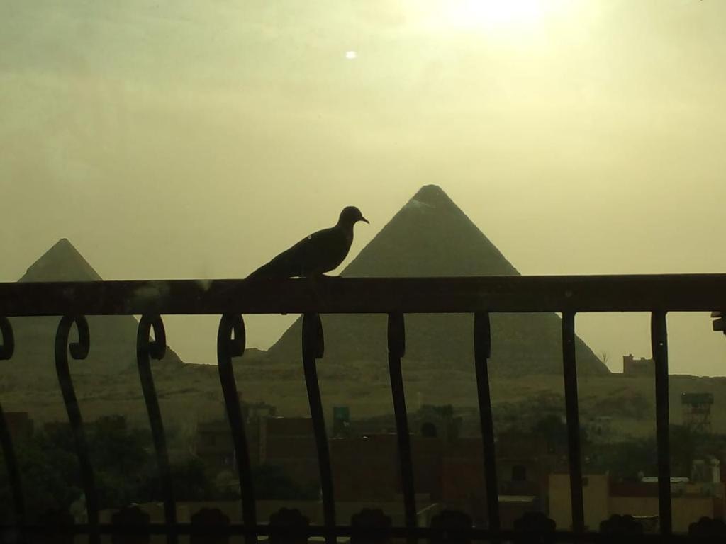 开罗king ramses pyramids view apartment的鸟坐在金字塔前的围栏上