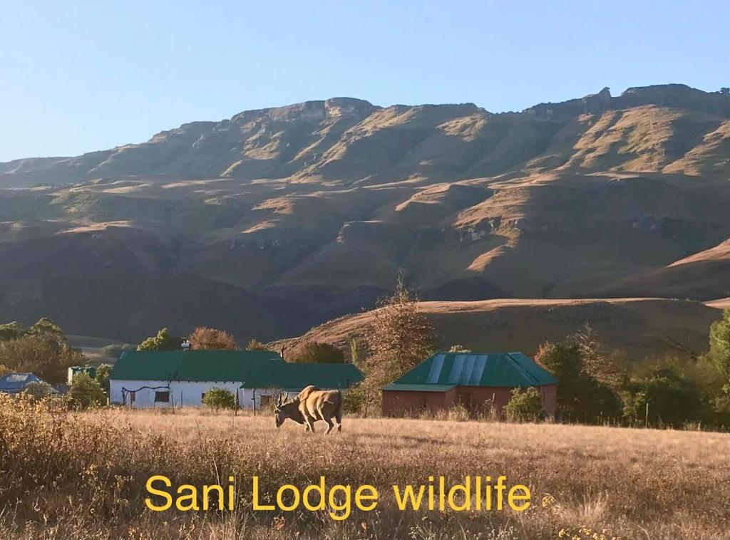 萨尼山口Sani Lodge Self-Catering Cottages Sani Pass South Africa的房屋前田野上的牛