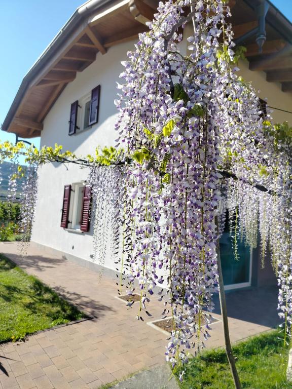 Nave San RoccoAgritur Lavanda的紫色花朵覆盖在房子前面的树