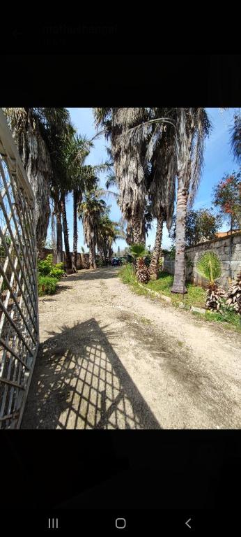 蒙泰罗尼迪莱切casa的一条有栅栏和棕榈树的道路