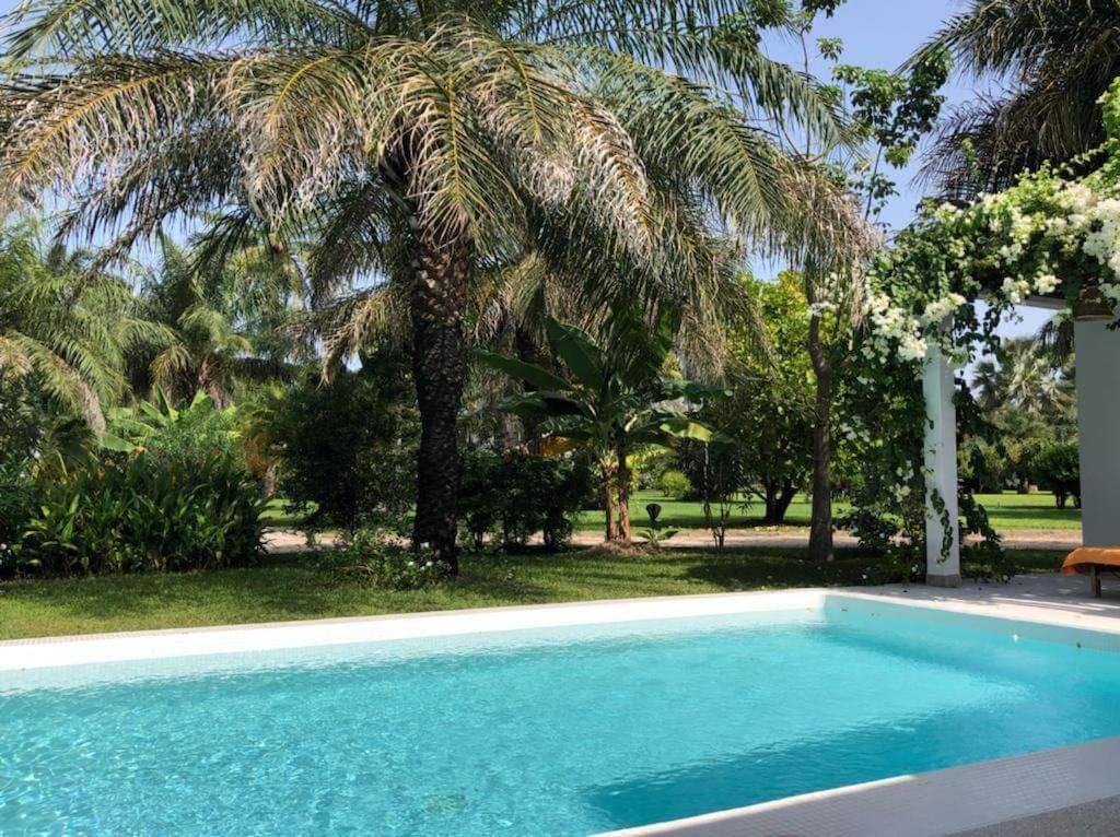 斯基灵角Villa CITRONS VERTS dans un parc arboré vue mer的庭院中棕榈树的游泳池