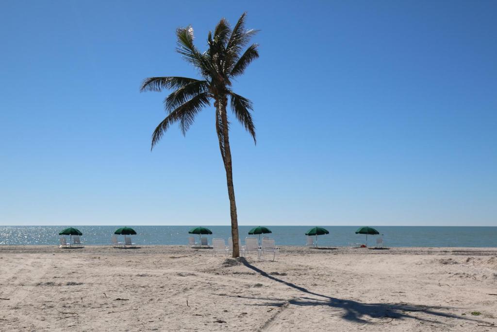 萨尼贝尔埃兰德旅馆的海滩上的棕榈树,带椅子和遮阳伞