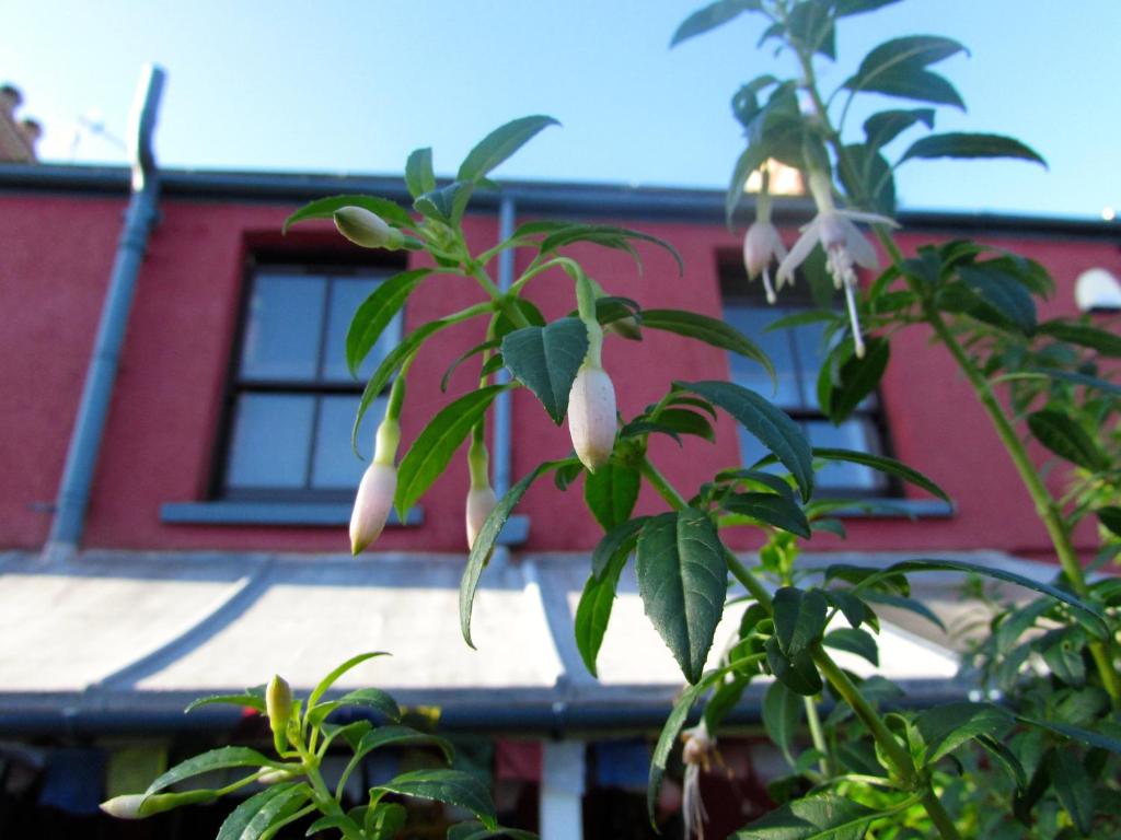 兰根尼斯西洋楼住宿加早餐旅馆的建筑物前有白色花的树