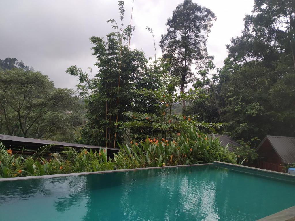 代尼耶耶Rainforest View Hostal And Rainforest Tours的花园内的游泳池