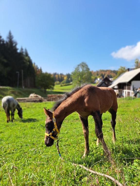班斯卡比斯特里察Tourist Farm Pr' Maretč的草场上的棕色马