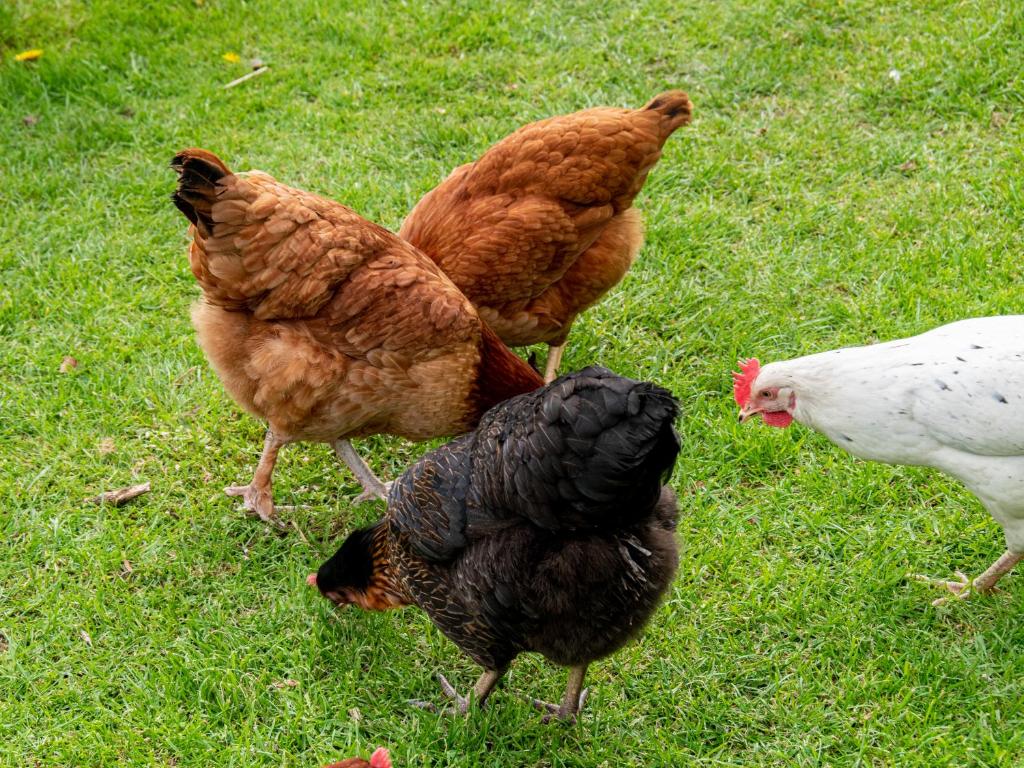 斯凯格内斯Birchwood in Skegness的一群站在草地上的鸡