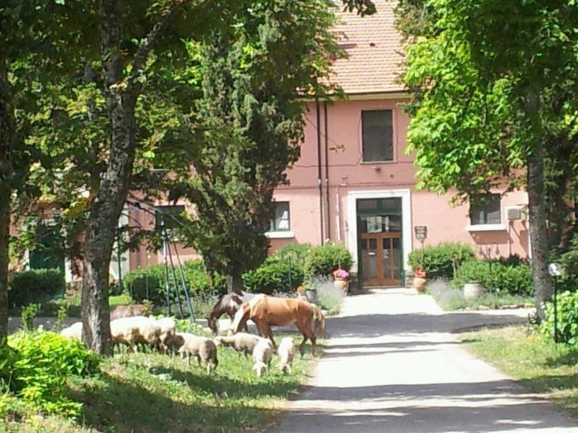 廖内罗因武尔图雷Country House Villa delle Rose Agriturismo的家前的马和羊群